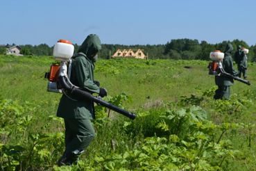 Ленобласть представила планы борьбы с борщевиком на год