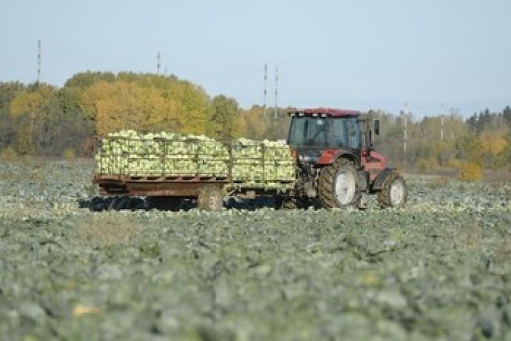 Уборка урожая началась